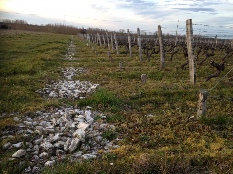 valencay-vigne-silex