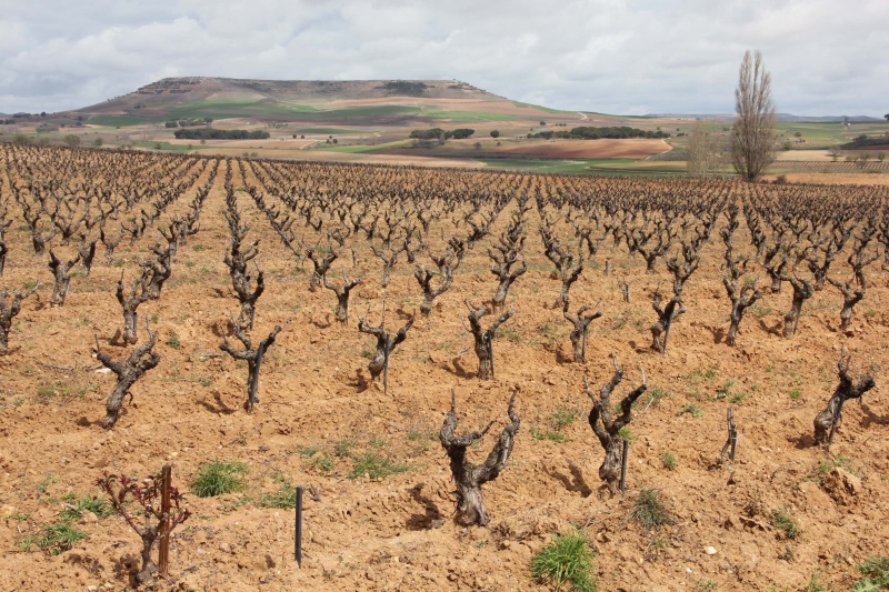 vigne-ribera