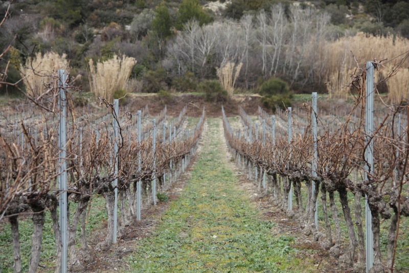 vigne-vacqueyras