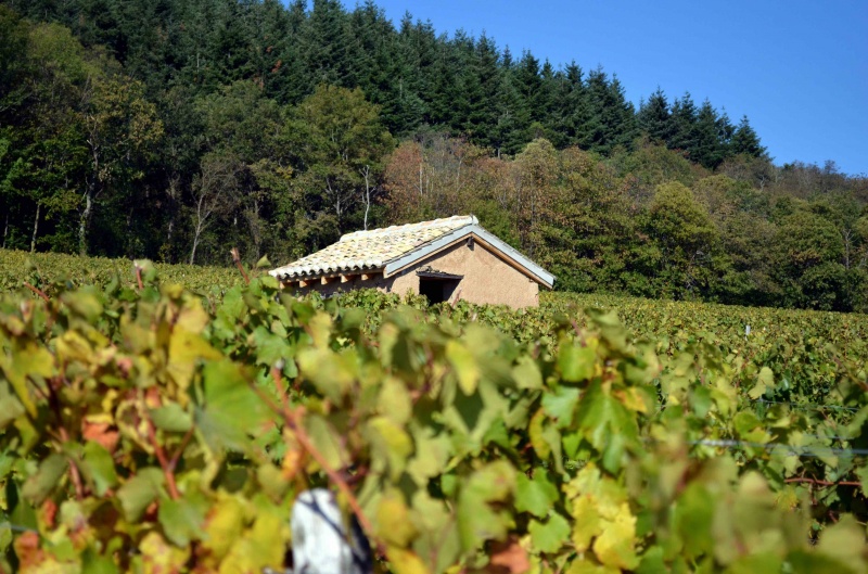 Cadole_vieille vigne du bois d'ayer