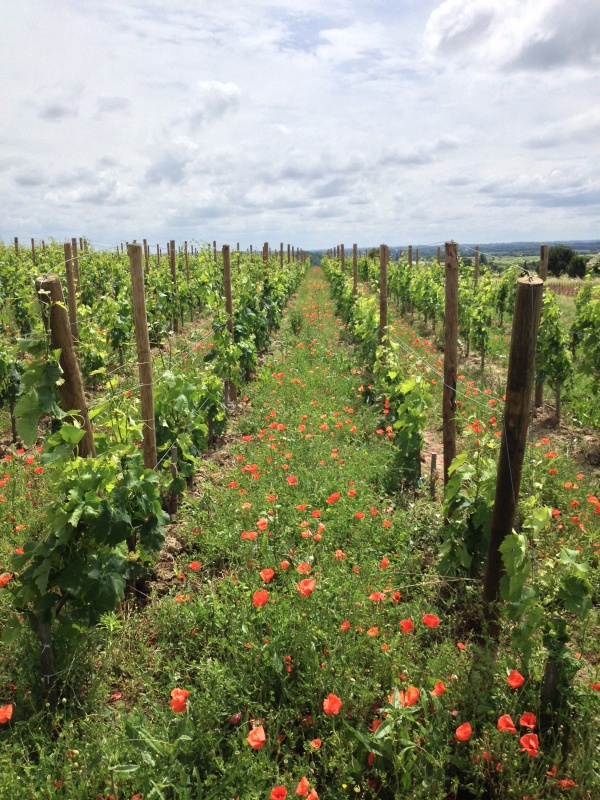 Coquelicot-vignes