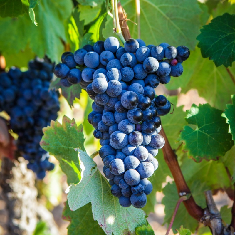 mourvedre