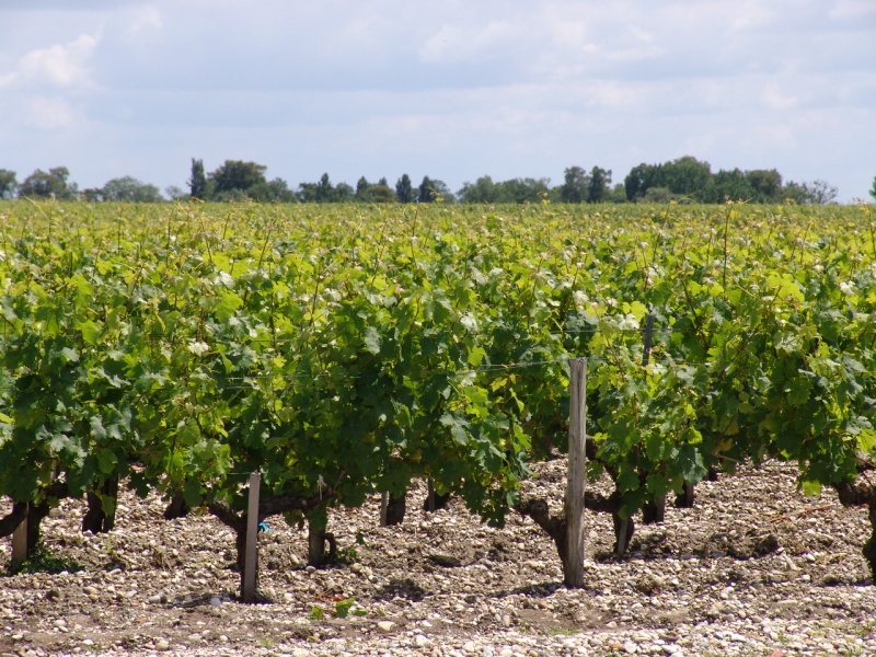 vignes-graves-2