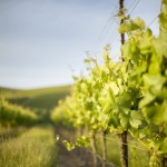 iStock_000004433648Large