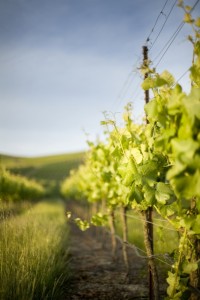 iStock_000004433648Large
