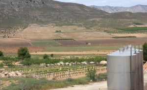 De la vigne, des collines, c'est beau cette région