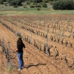 L'europe subventionne et contrôle. Alors combien de piquets à l'hectare...