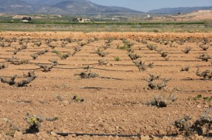Tient, ils sont bien bas ces gobelets... et c'est quoi ce tuyau au milieu..