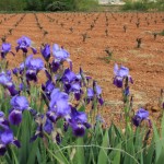 En France ont utilise des roses, en Espagne des Iris.