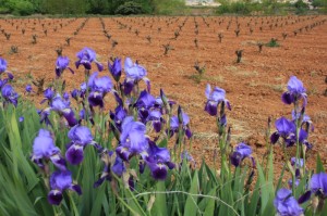 En France ont utilise des roses, en Espagne des Iris.