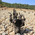 Pas pressé de débourrer le cep...