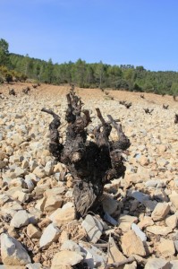 Pas pressé de débourrer le cep...