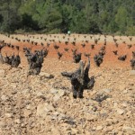 Observez comme les sols sont variables dans cette région