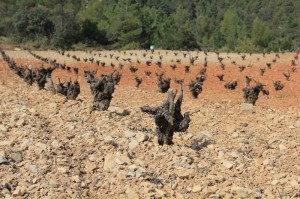 Observez comme les sols sont variables dans cette région