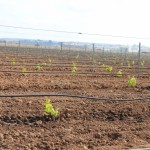 Après arrachage, parfois on replante