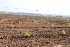 Après arrachage, parfois on replante