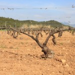 Le palissage sans l'irrigation cela marche aussi