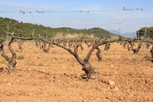 Le palissage sans l'irrigation cela marche aussi