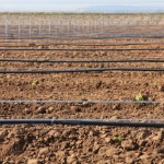 Irriguer la vigne est-ce judicieux?