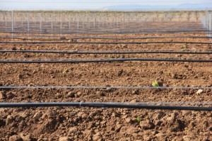 Irriguer la vigne est-ce judicieux?