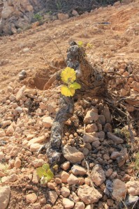 un cep qui s'accroche à la vie