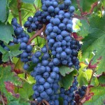 grappes-2
