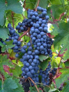 grappes-2