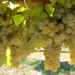 grappes-blanches